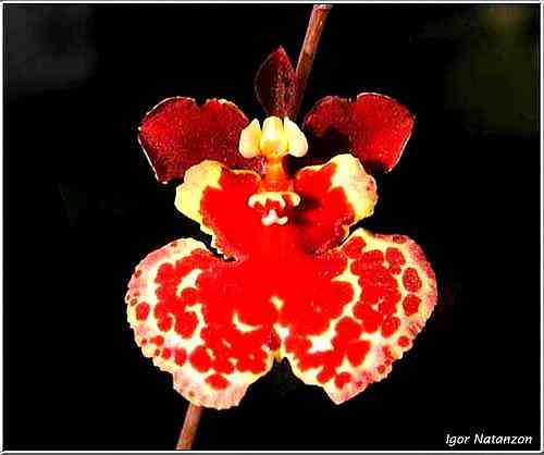 Tolumnia Firecracker